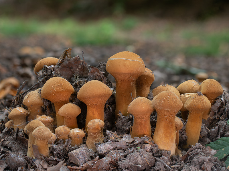 Phaeolepiota aurea